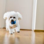 ペットのいる家庭におすすめ！滑りにくい床で快適なフロアコーティングの選び方